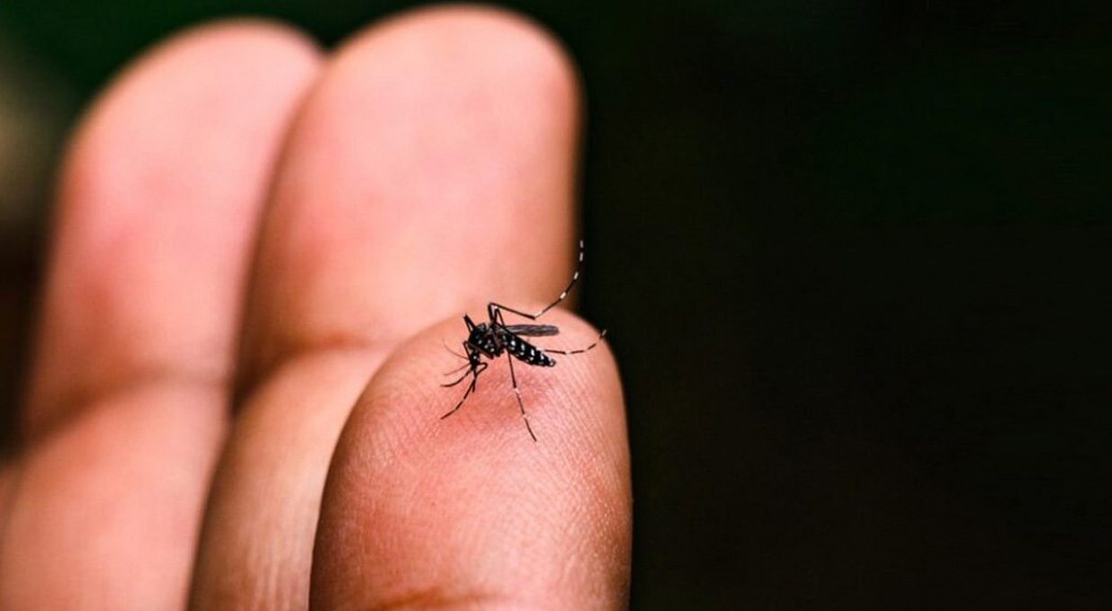 Dengue
